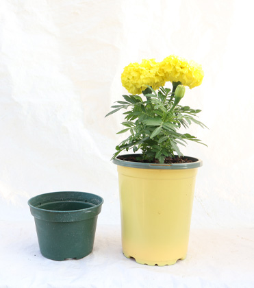Do Taller Pots Hold More Water? 