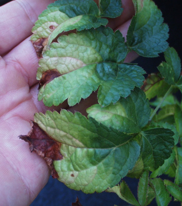 Potato Leafhopper: On Beyond Spuds