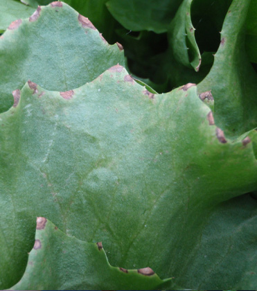 Dialing in Diagnostics: Lettuce Leaf Tissue Standards 