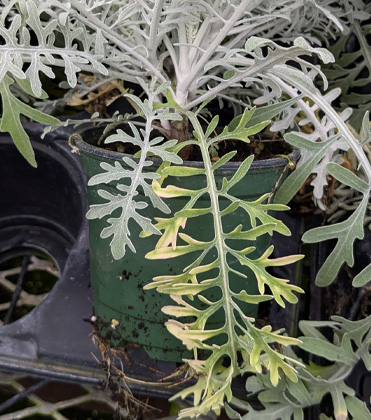 Lower Leaf Interveinal Chlorosis of Centaurea cineraria