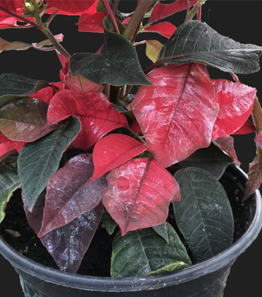 Slime Trails and Leaf Damage: Effective Strategies for Managing Slugs in Poinsettia Production