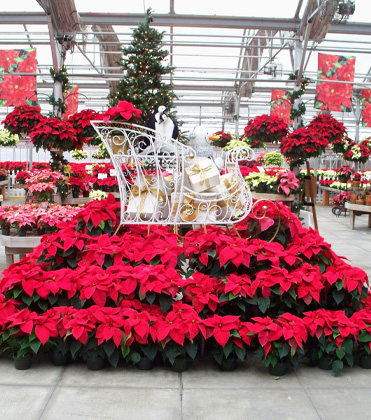 Maximizing Holiday Sales: Innovative Display Strategies for Seasonal Plants and Dcor