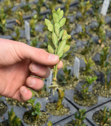 Boost Your Roots: Enhance Rooting in Woody Nursery Plants with IBA