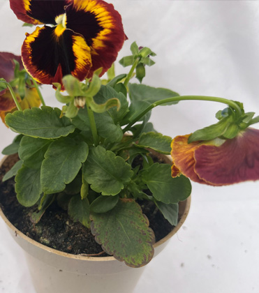 Don’t Let Winter Weather Bring Your Pansies Down