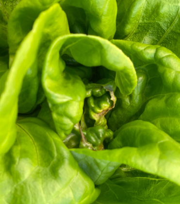 A simple tool to assess crop transpiration demand in your facility